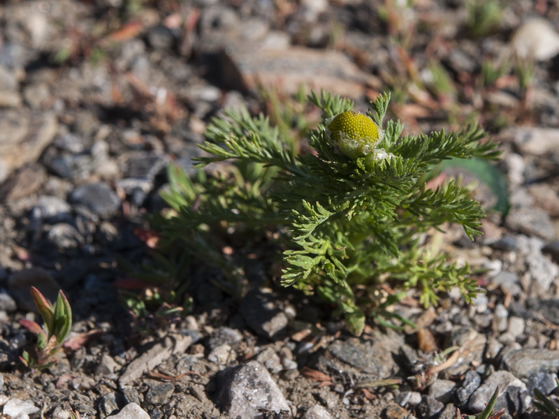 Matricaria discoidea.01