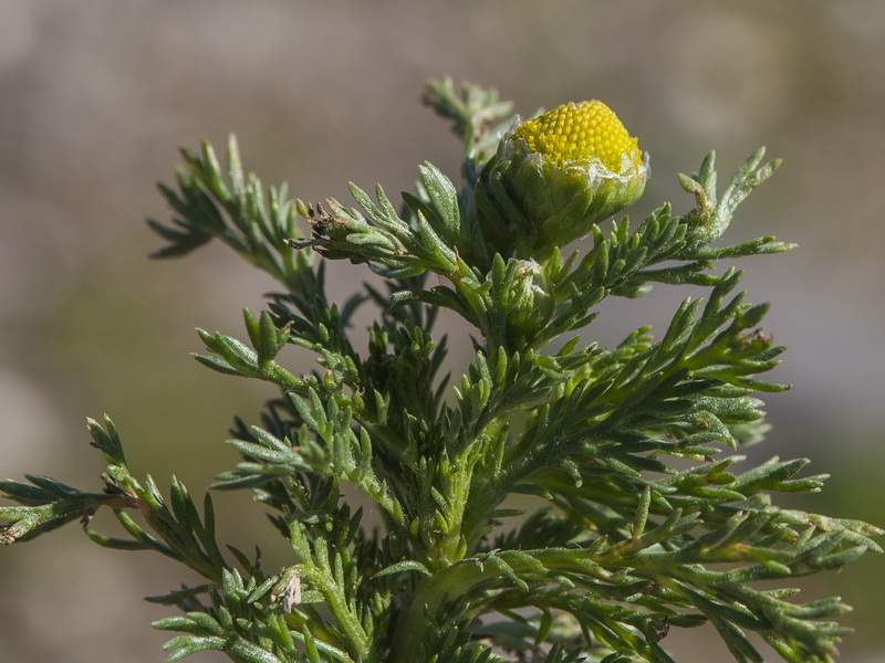 Matricaria discoidea.04