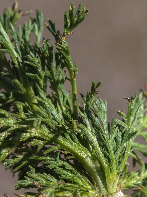 Matricaria discoidea.07