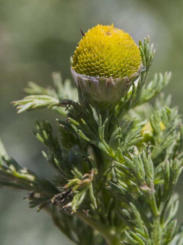 Matricaria discoidea.10