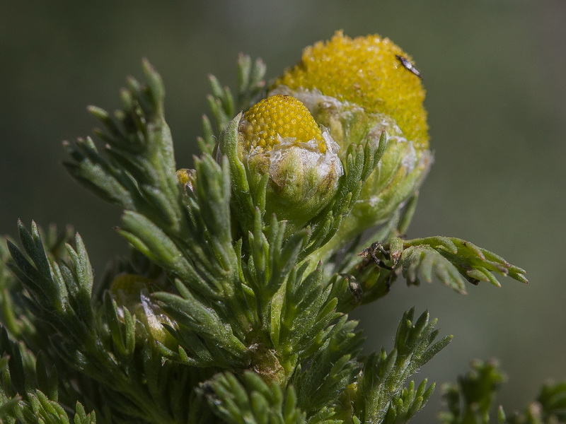 Matricaria discoidea.12
