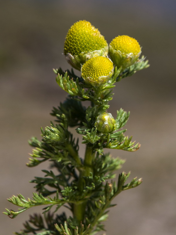 Matricaria discoidea.13