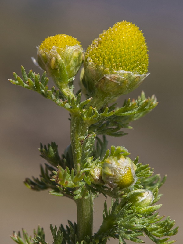 Matricaria discoidea.14