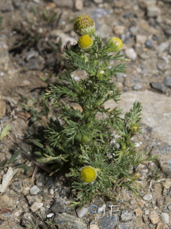 Matricaria discoidea.19