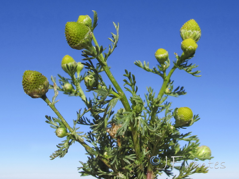 Matricaria discoidea.21