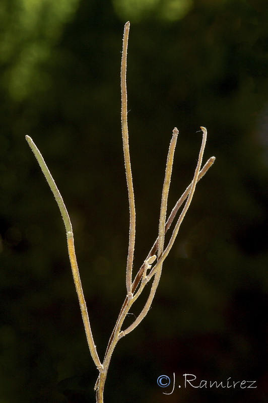 Matthiola fruticulosa fruticulosa.20