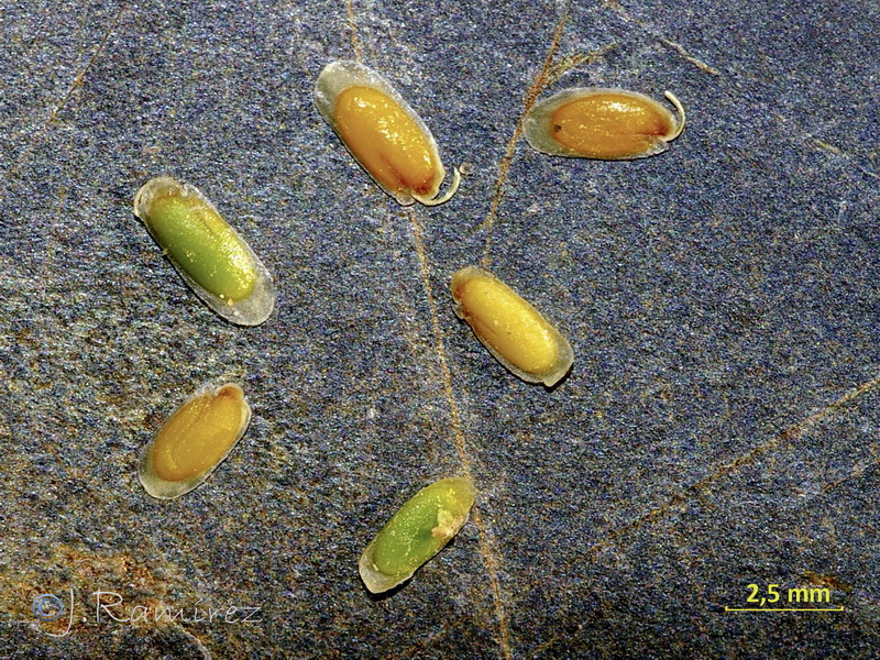 Matthiola fruticulosa fruticulosa.21