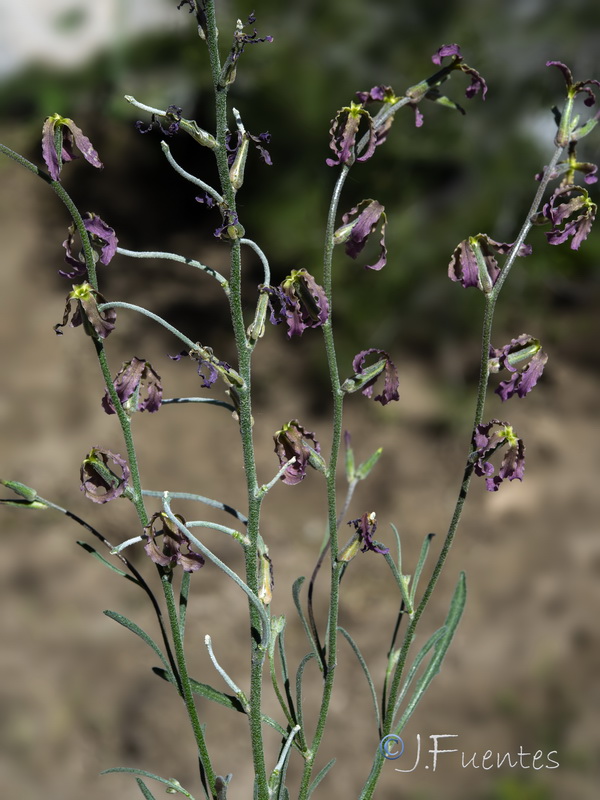 Matthiola fruticulosa fruticulosa.23