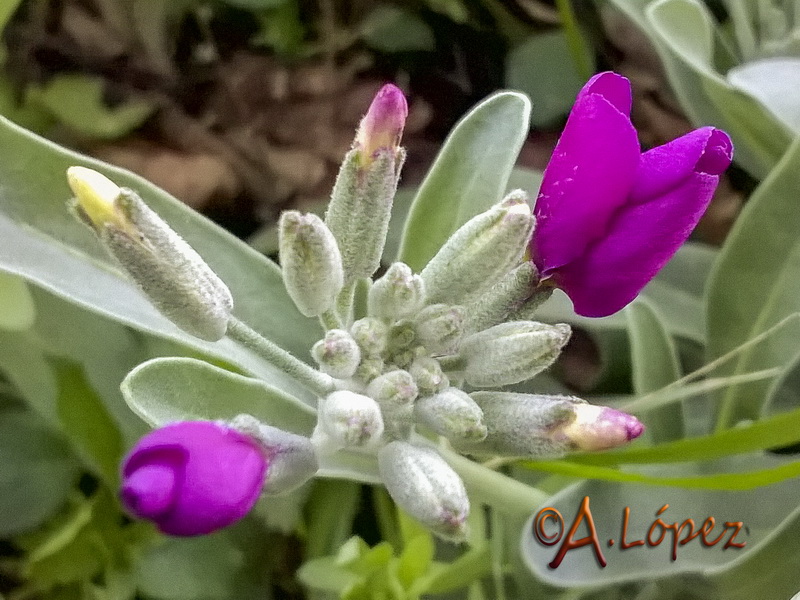 Matthiola incana.03