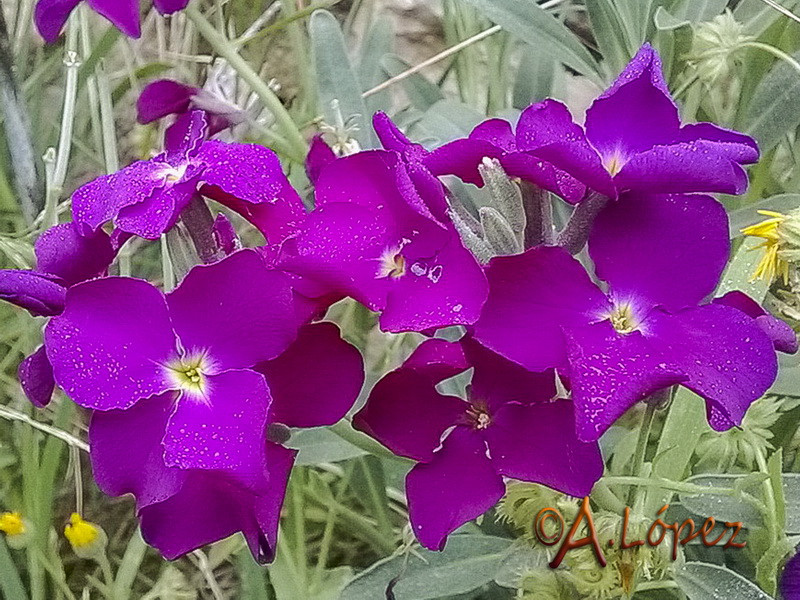 Matthiola incana.06