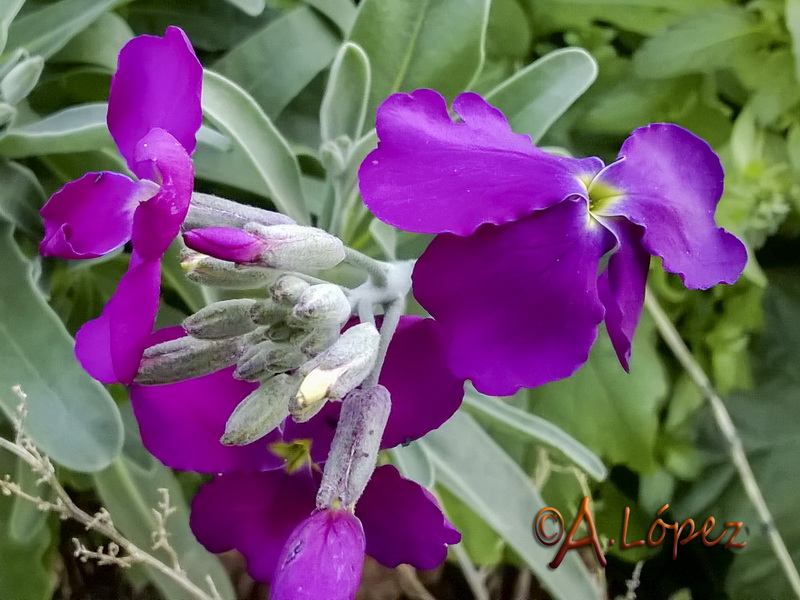 Matthiola incana.08