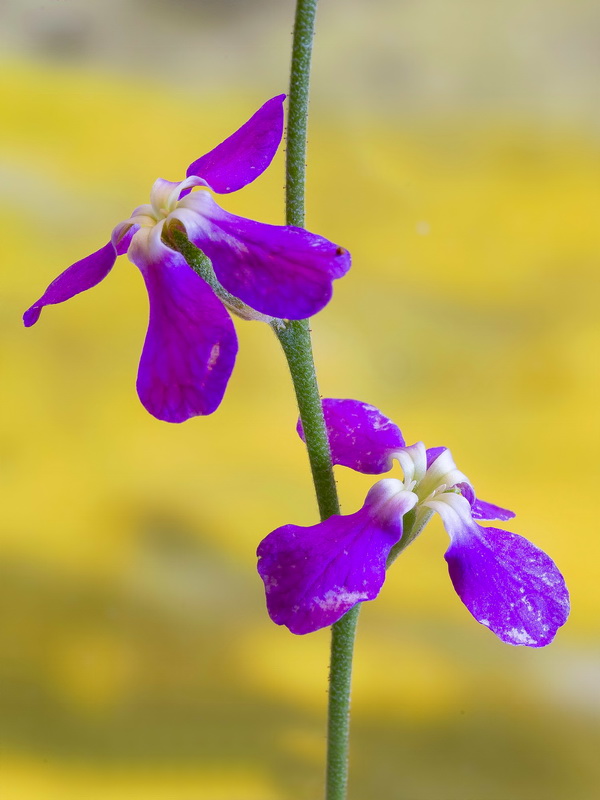 Matthiola incana.10