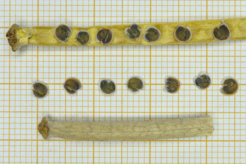 Matthiola incana