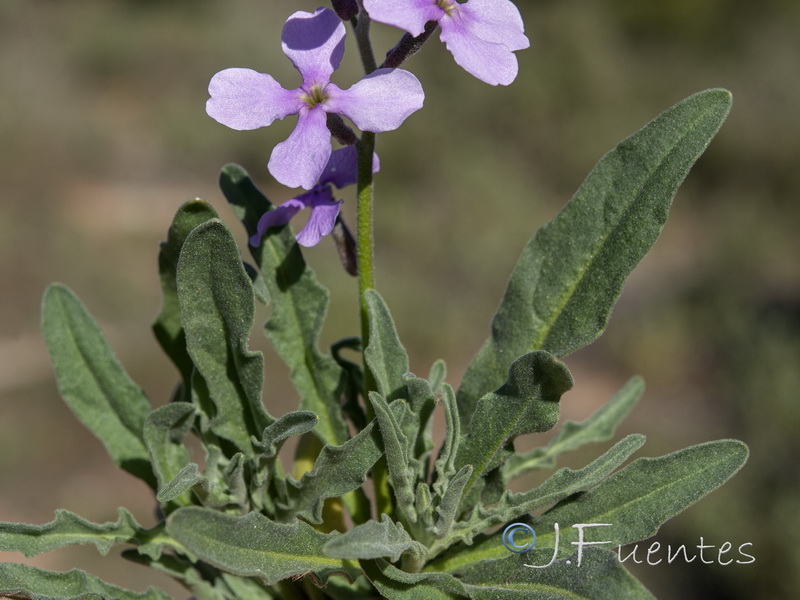Matthiola lunata.18