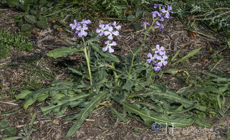 Matthiola lunata.21