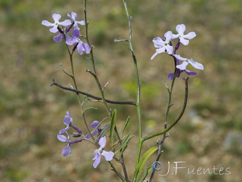 Matthiola lunata.23