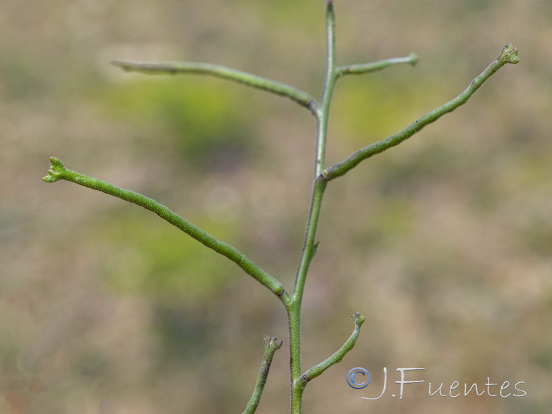 Matthiola lunata.24