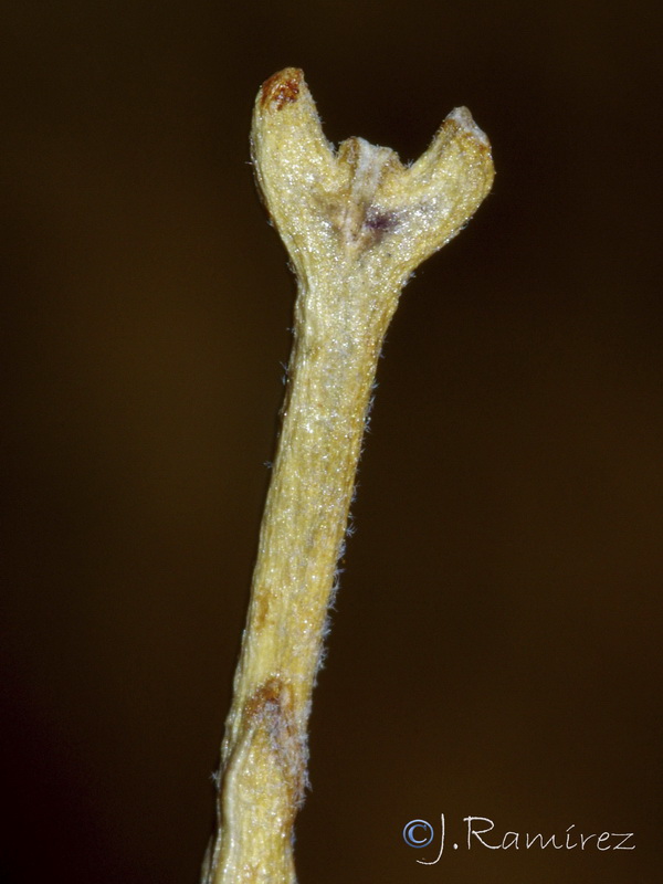 Matthiola lunata.26
