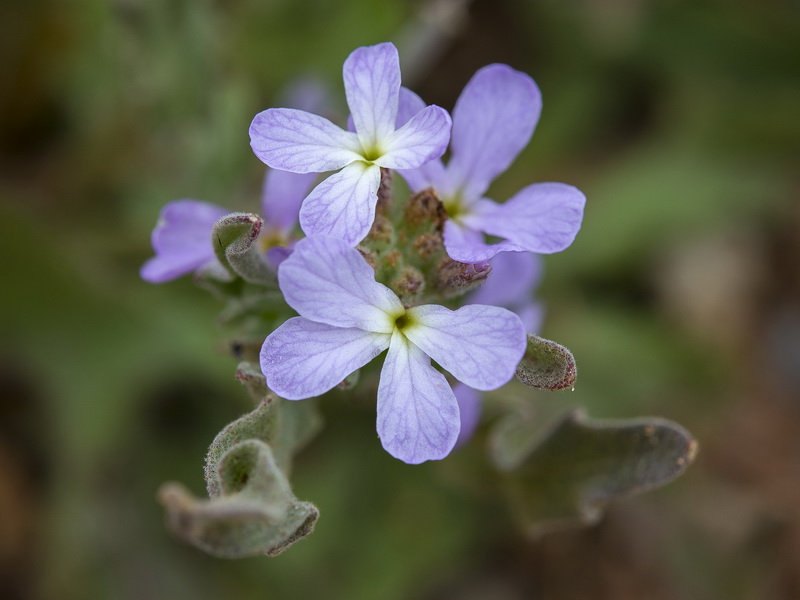 Matthiola parviflora.21