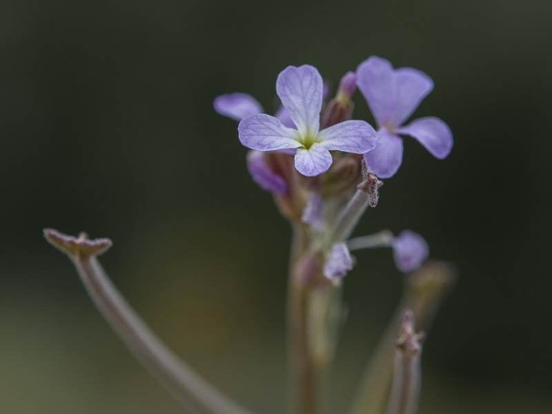 Matthiola parviflora.23