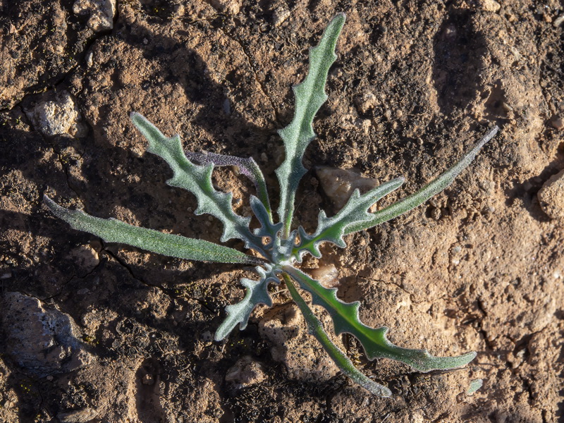 Matthiola parviflora.25