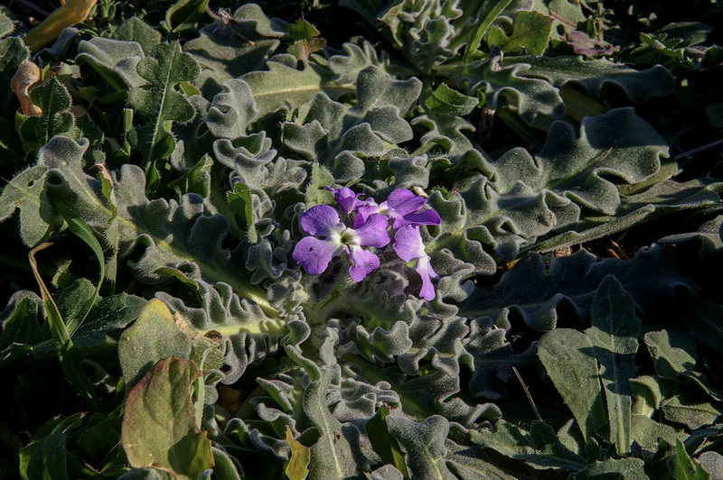 Matthiola tricuspidata 1.02