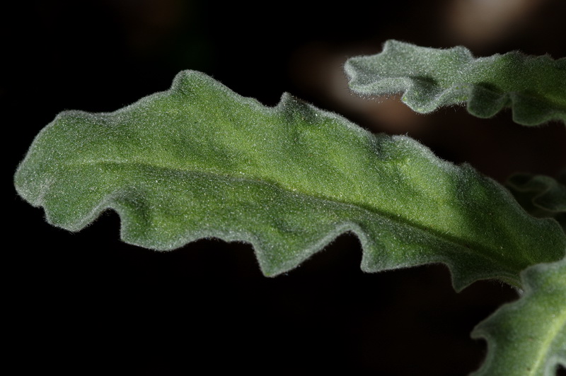 Matthiola tricuspidata 1.04