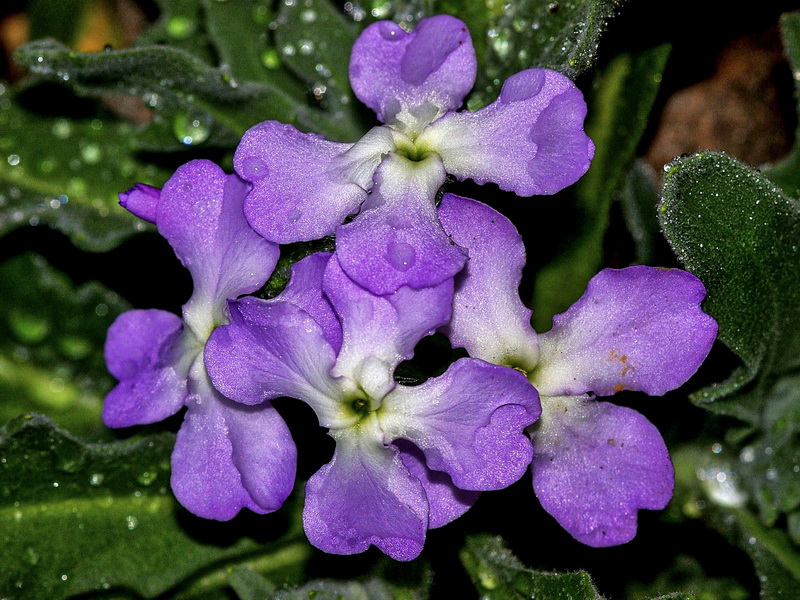 Matthiola tricuspidata 1.06