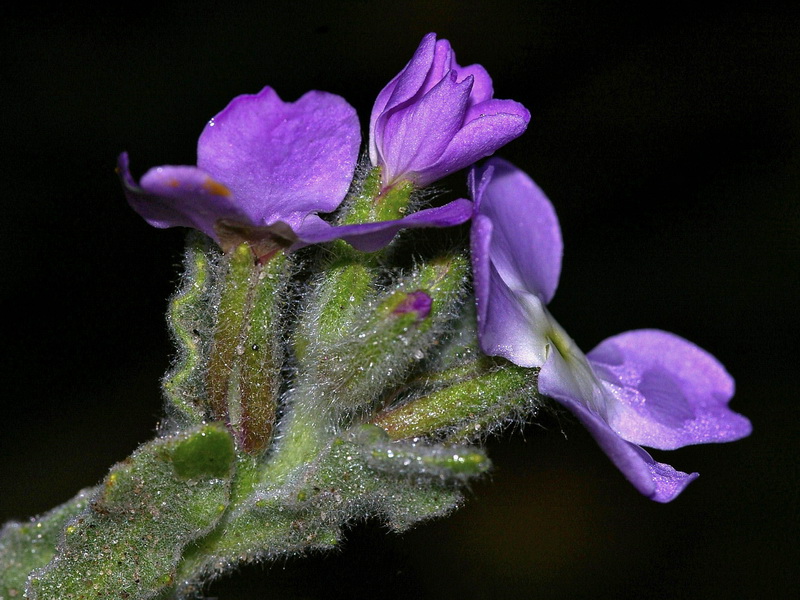 Matthiola tricuspidata 1.07