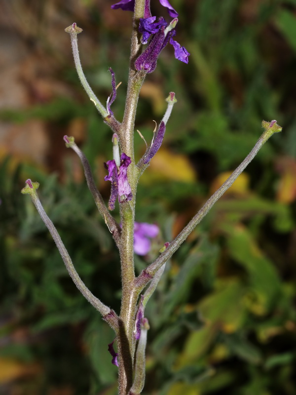 Matthiola tricuspidata 1.08