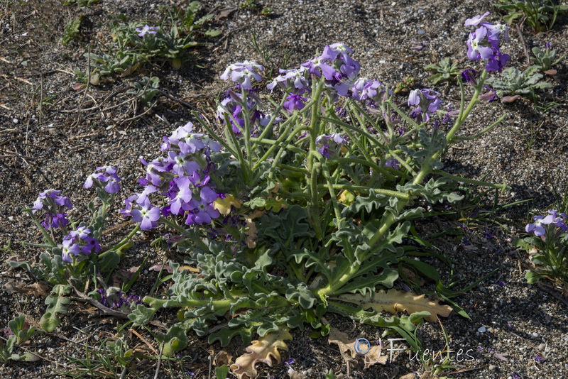 Matthiola tricuspidata 1.10