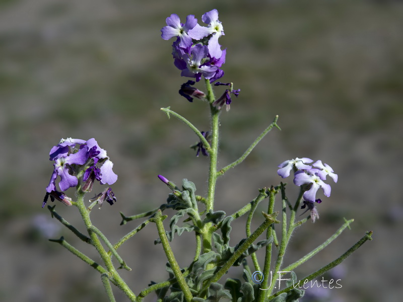 Matthiola tricuspidata 1.11