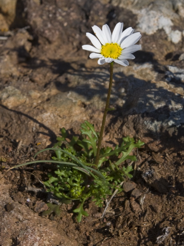 Maurathemum decipiens.01