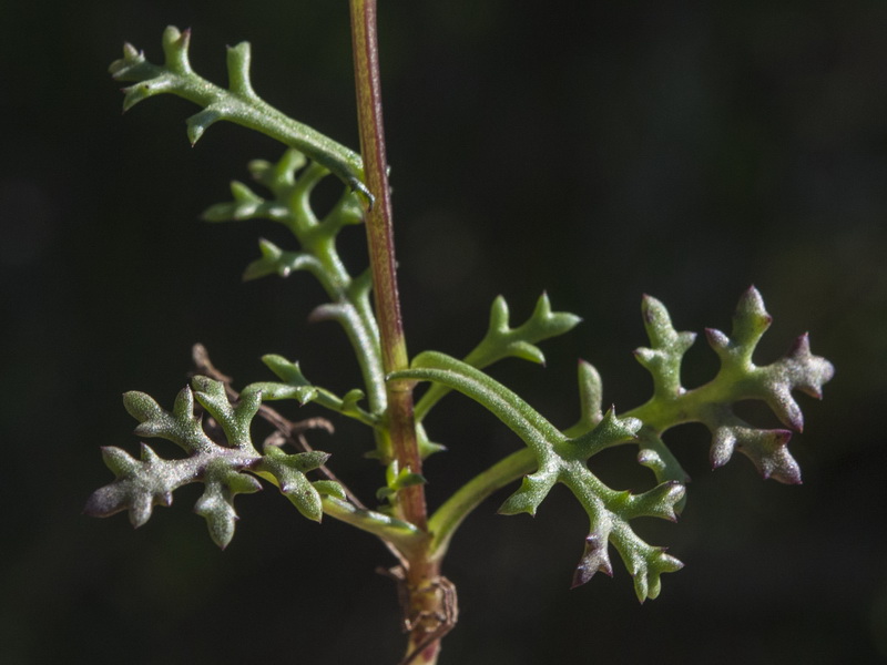 Maurathemum decipiens.03