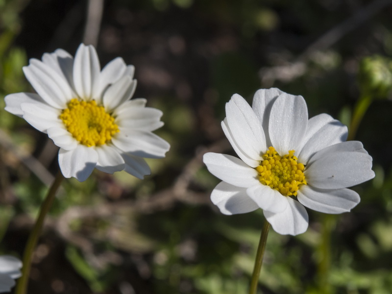 Maurathemum decipiens.06