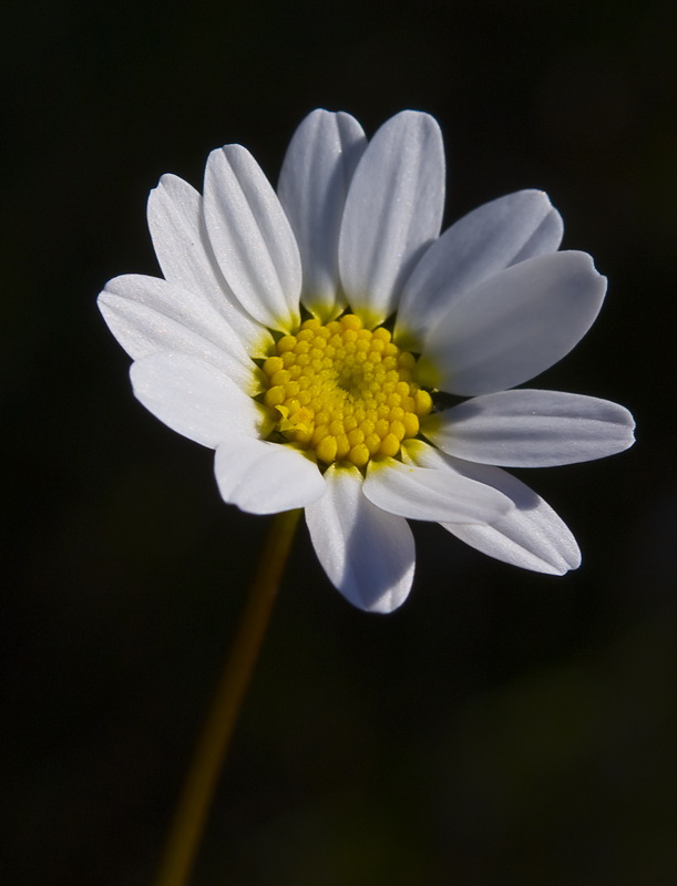 Maurathemum decipiens.07