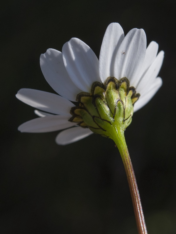 Maurathemum decipiens.09