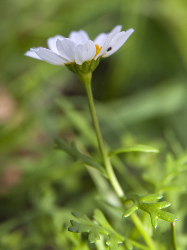 Maurathemum decipiens.10