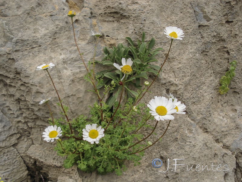 Maurathemum decipiens.11