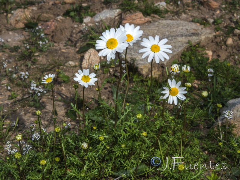 Maurathemum decipiens.12