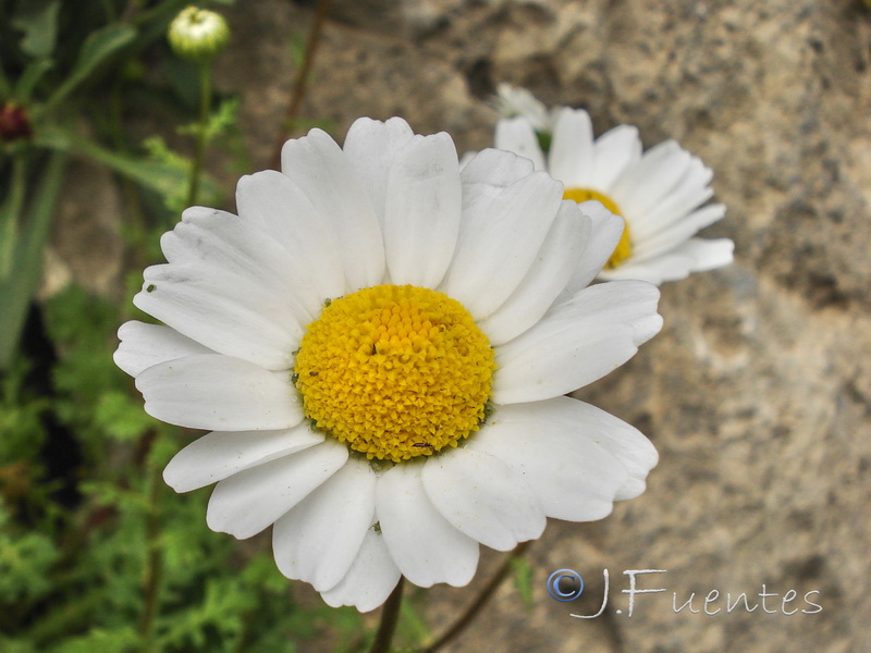 Maurathemum decipiens.14