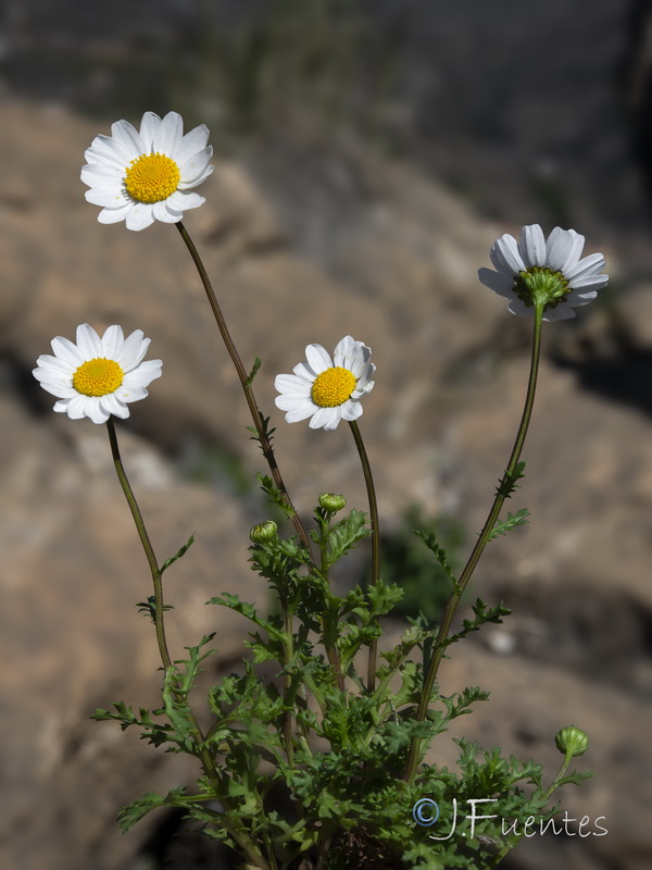 Maurathemum decipiens.15
