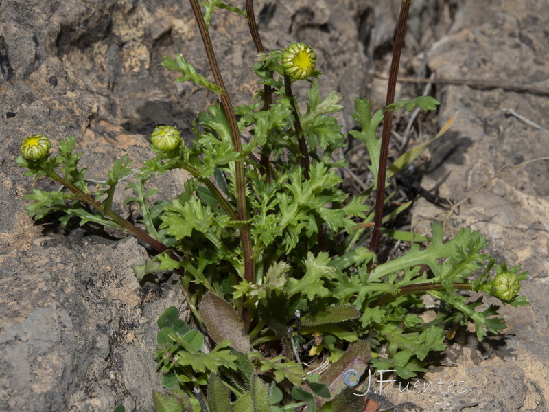 Maurathemum decipiens.17