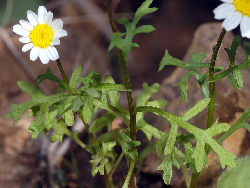 Maurathemum paludosum.03