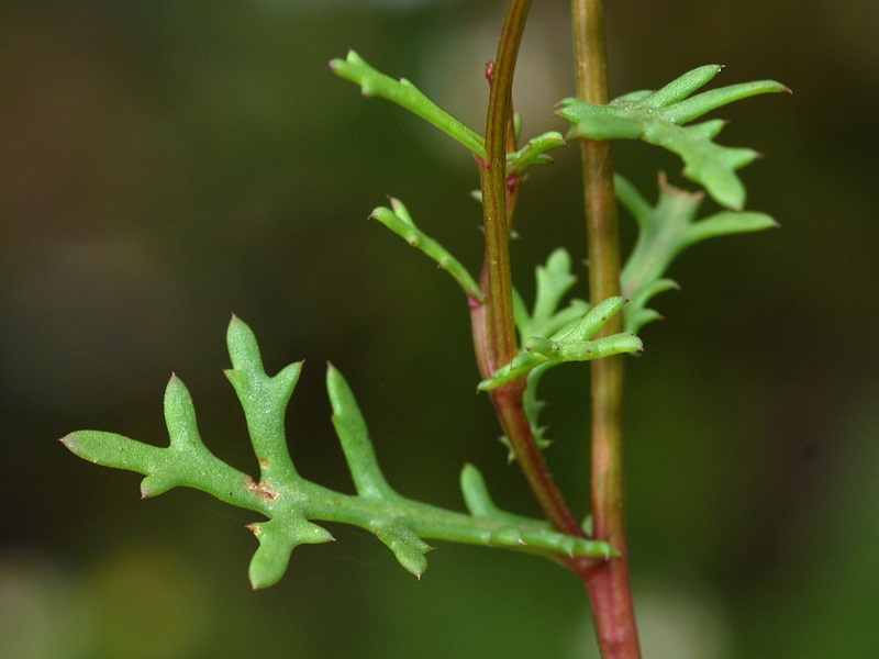 Maurathemum paludosum.05