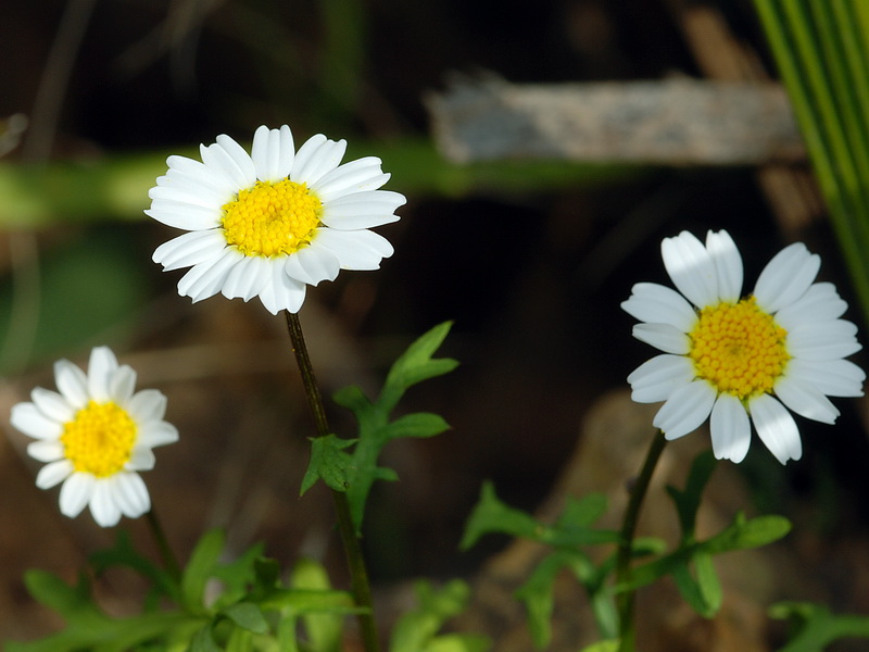 Maurathemum paludosum.06