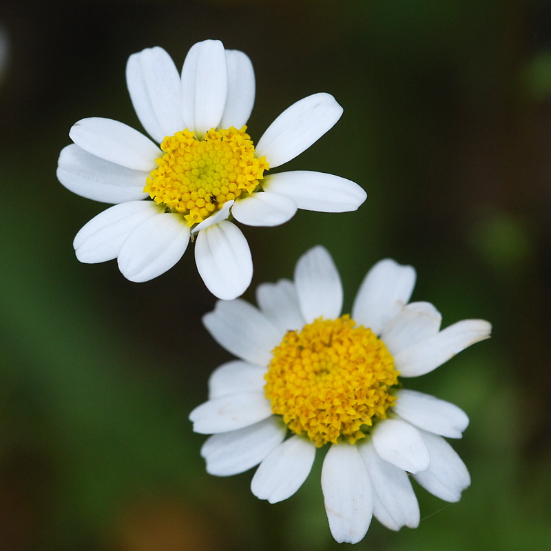 Maurathemum paludosum.07