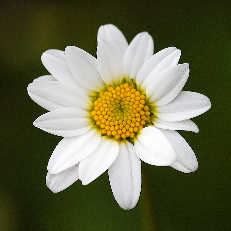 Maurathemum paludosum.09