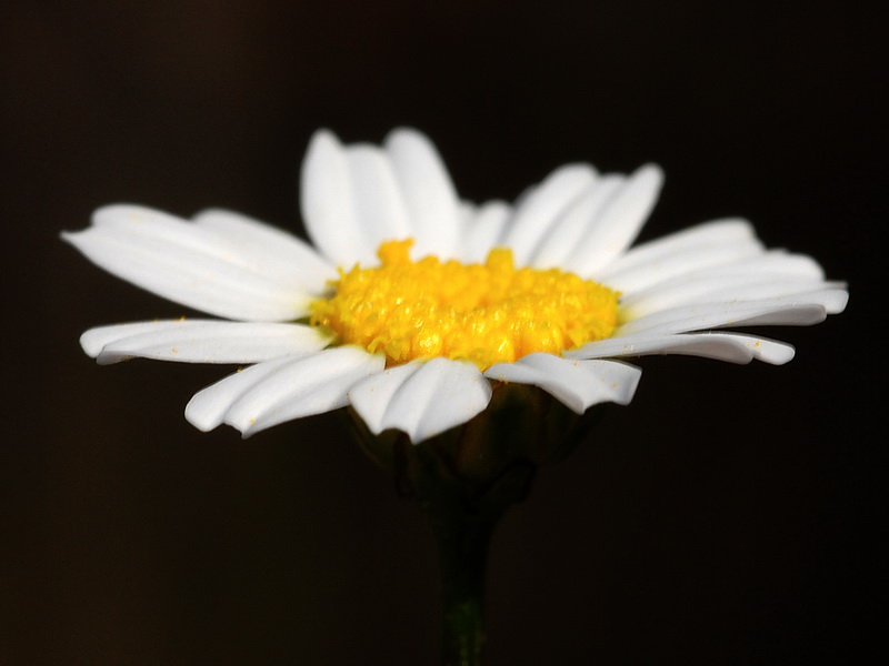 Maurathemum paludosum.11