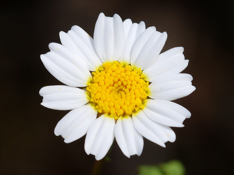 Maurathemum paludosum.13